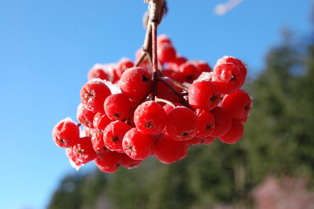 Rifugio Casello Margherita Camigliatello Silano Eksteriør billede